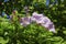 Pink coloured hoist Convolvulus blossom with blurred background