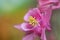 Pink Columbine flower