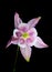 Pink Columbine flower