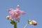 Pink columbine flower