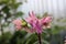 Pink columbine flowers in the garden