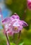 Pink columbine in the spring garden