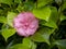 pink common camelia flower (Camellia japonica) with blurred background