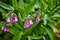 Pink Common Comfrey blossoming with green leafy background and buzzing honeybee