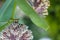 Pink common milkweed, Asclepias, on a summer morning