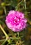 Pink Common Purslane Flower.