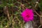 Pink common purslane or portulaca oleracea, verdolaga, red root, pigweed, little hogweed, pursley in close up