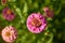 Pink common zinnia flower with yellow anthers in direct sunshine