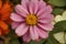 A Pink Common Zinnia among other colorful blooms