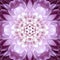 Pink Concentric Flower Center. Mandala Kaleidoscopic design