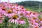 Pink Cone Flowers