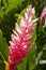 Pink Cone Ginger