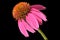 Pink Coneflower black background