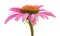 Pink coneflower echinacea