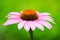 Pink coneflower & x28;echinacea& x29;