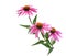 Pink coneflower echinacea bunch, isolated on white background