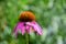 Pink coneflower single echinacea bloom