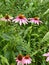 Pink Coneflowers