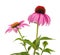 Pink coneflowers echinacea