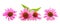 Pink coneflowers echinacea