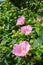 Pink Confederate rose flowers blooming in the hot sun of midsummer