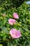 Pink Confederate rose flowers blooming in the hot sun of midsummer