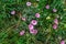 Pink Convolvulus althaeoides flowers on a meadow in Albania Balkans