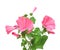 Pink convolvulus flowers