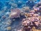 Pink coral closeup underwater photo. Tropical seashore underwater photo.