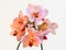 Pink and Coral cultivated orchid isolated on black background - perfect greeting card