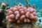 Pink coral underwater Pocillopora Pacific ocean