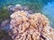 Pink corals in tropical seashore. Undersea landscape photo. Fauna and flora of tropical shore.