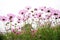 Pink coreopsis flowers