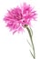 Pink Cornflower