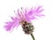 Pink cornflower