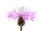 Pink cornflower