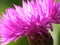 Pink cornflower