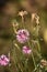 Pink Cornflower (Centaurea cyanus)
