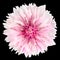 Pink Cornflower Flower Isolated on Black Background