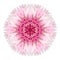 Pink Cornflower Mandala Flower Kaleidoscope Isolated on White