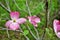 Pink Cornus florida rubra tree also known as pink flowering dogwood tree