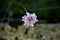 A pink corolla of wild flower in the foreground