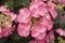 Pink corymb flowers of a hydrangea