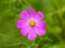 Pink cosmea flower