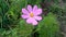 Pink cosmea flower in the wind in the garden