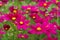 Pink cosmea flowers in a garden