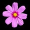 Pink Cosmea Rose. Beautiful Cosmos Flower isolated