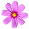 Pink Cosmea Rose. Beautiful Cosmos Flower isolated