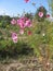Pink cosmey lit by the sun in the garden. Bright floral decorative background with beautiful flower kosmey. Gardening of