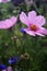 Pink cosmos and bachelor buttons in a field